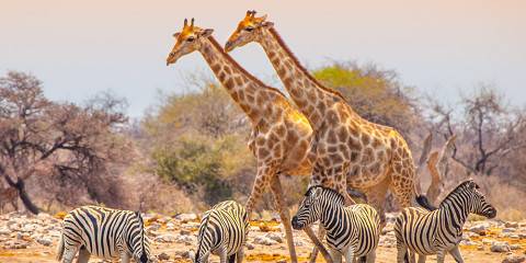 Namibian Safari with Himba Cultural Insights