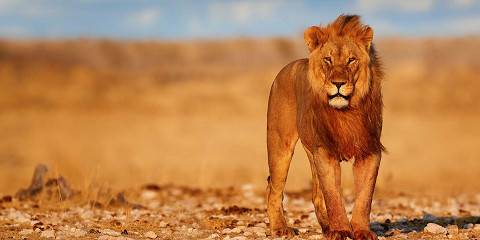 11-Day Wildlife Safari-Etosha, Bwabwata & Victoria Falls