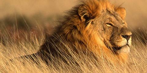 Classic Namibia Safari