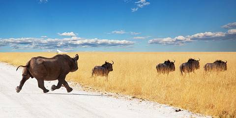 14-Day Namibia Explorer Camping Combo Self Drive