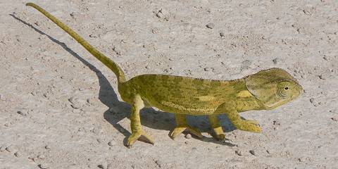 Etosha Wildlife Safari -Namibia (Camping)
