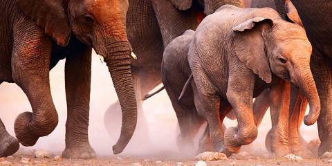 6-Day Etosha, Swakopmund & Sossusvlei Self-Drive Safari