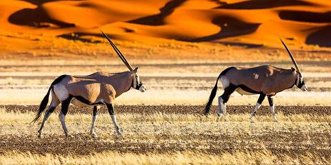 Renowned Namibian Highlights Group Fly-in Safari