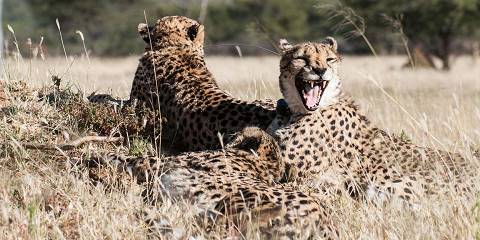 8-Day Etosha, Damaraland, Spitzkoppe, Coast & Sossusvlei