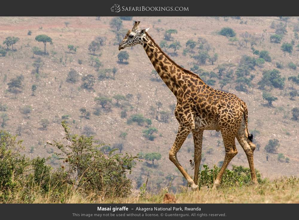Masai giraffe in Akagera National Park, Rwanda