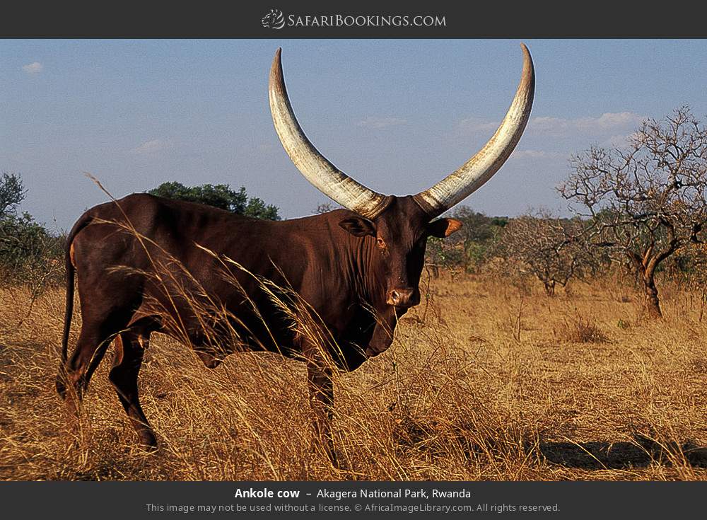 Ankole cow in Akagera National Park, Rwanda