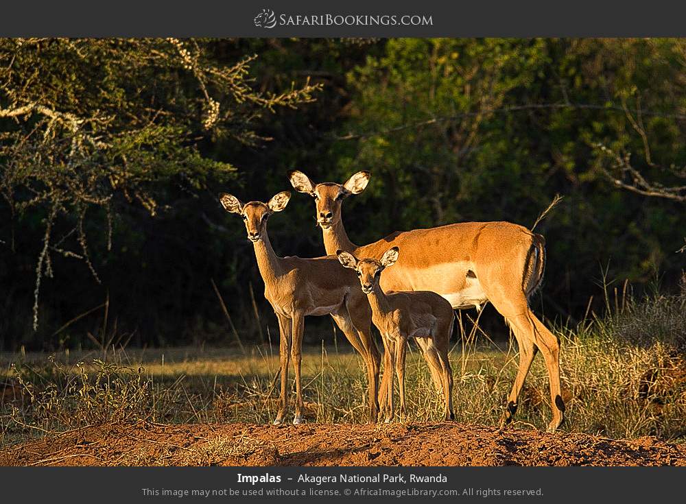 Impalas in Akagera National Park, Rwanda