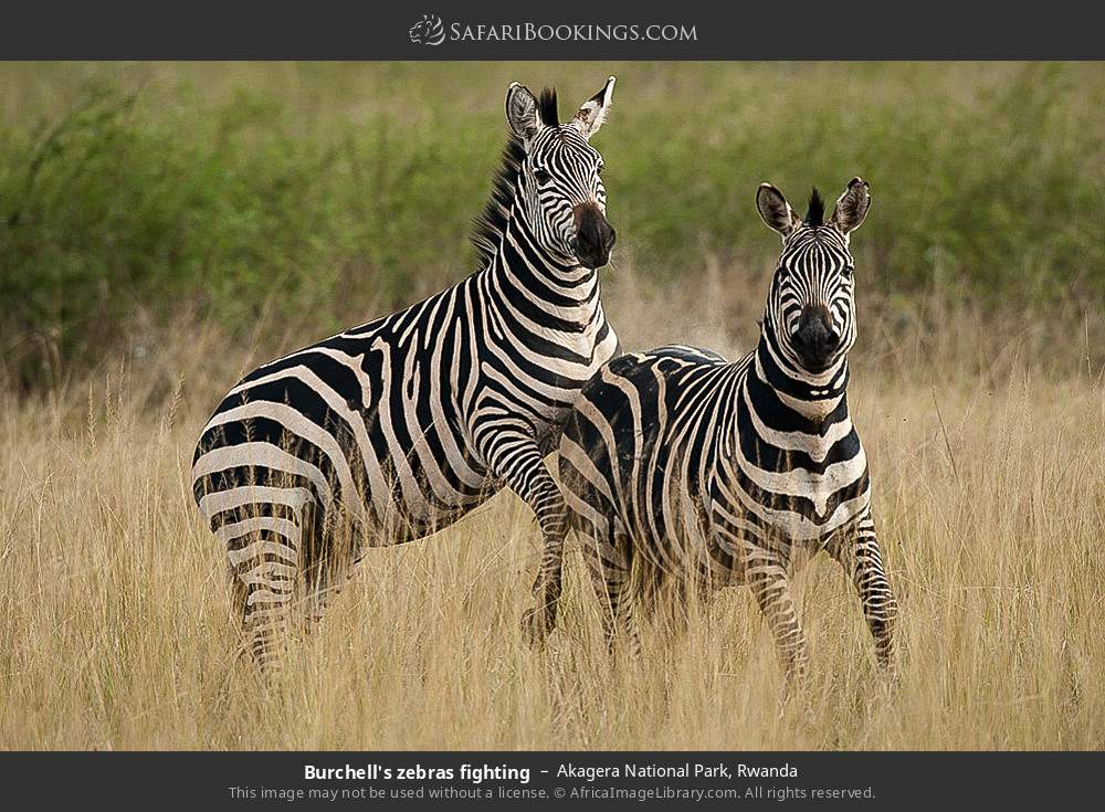 Plains zebras fighting in Akagera National Park, Rwanda