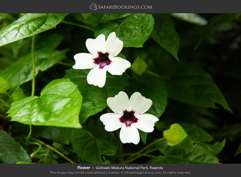Flowers in Gishwati-Mukura National Park, Rwanda