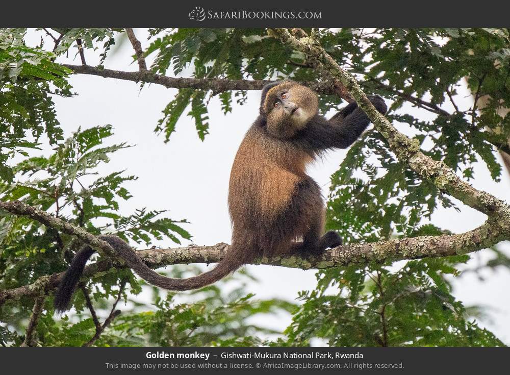 Golden monkey in Gishwati-Mukura National Park, Rwanda