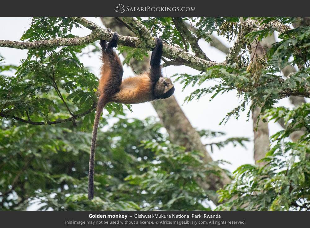 Golden monkey in Gishwati-Mukura National Park, Rwanda