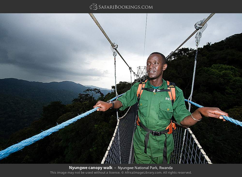 Guide on the Nyungwe canopy walk in Nyungwe National Park, Rwanda