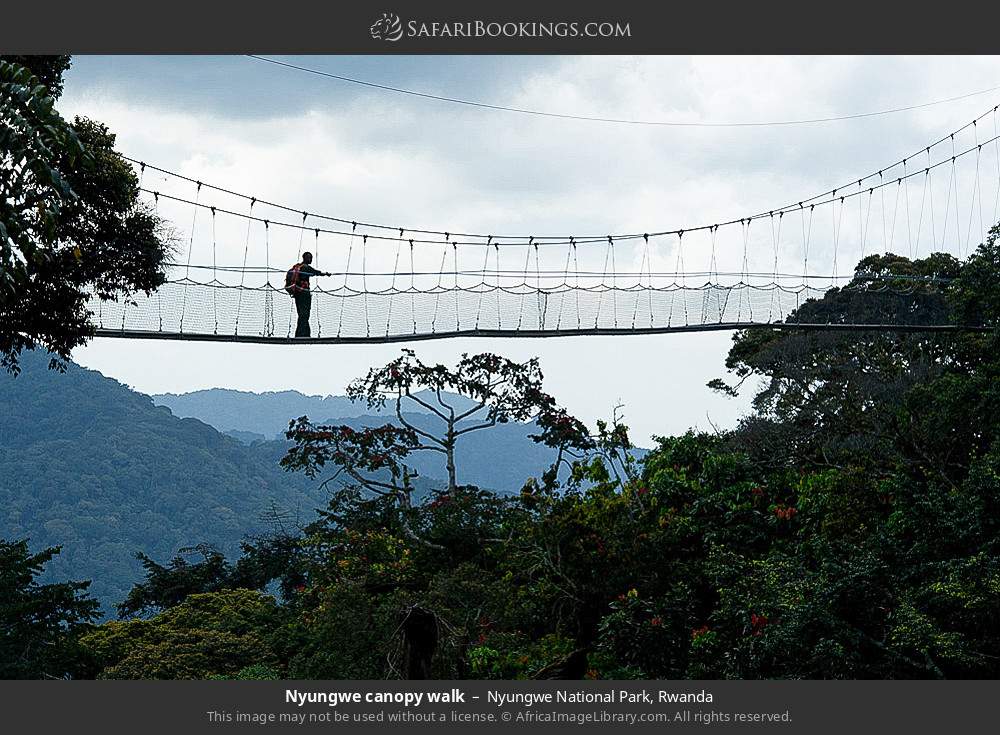 Nyungwe canopy walk in Nyungwe NP in Nyungwe National Park, Rwanda