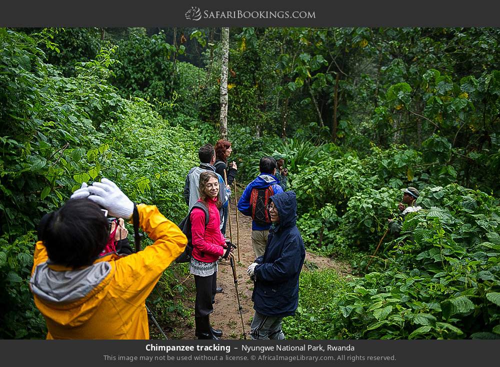 Chimpanzee trekking in Nyungwe National Park, Rwanda