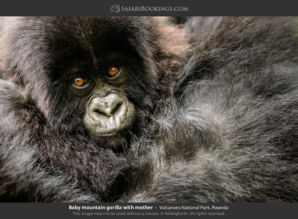 Baby mountain gorilla with mother in Volcanoes National Park, Rwanda