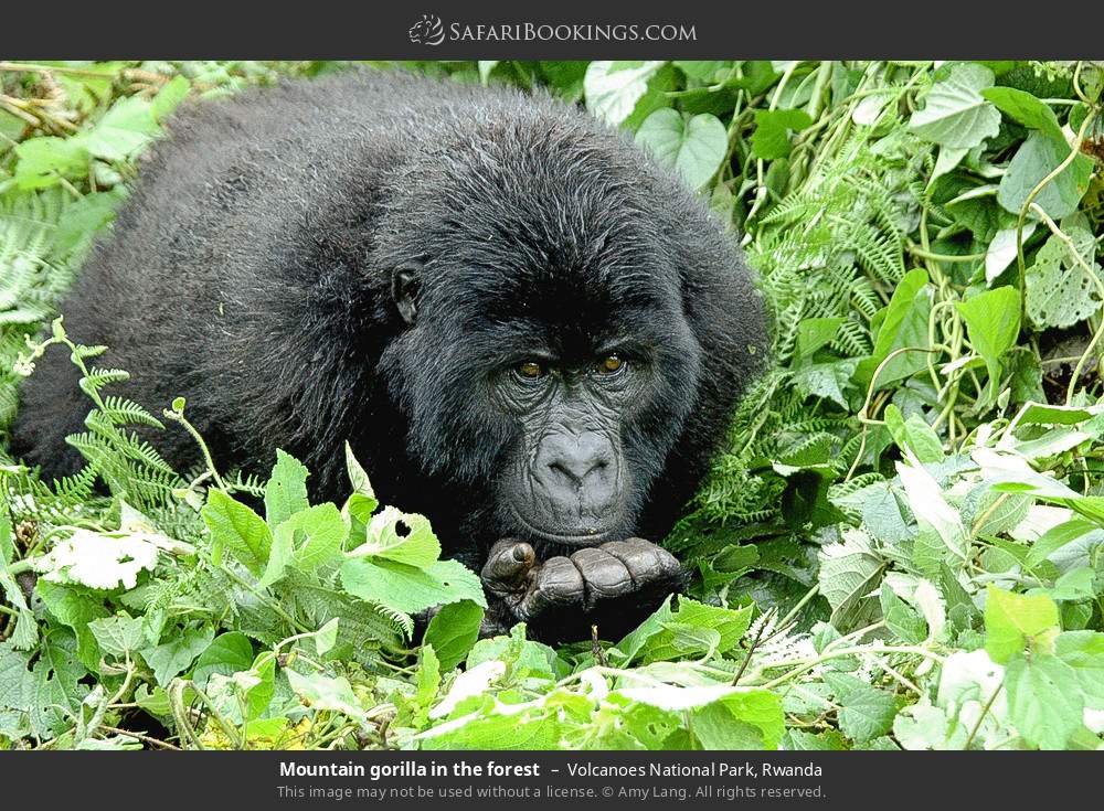 Mountain gorilla in the forest in Volcanoes National Park, Rwanda