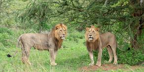 Male lion brothers