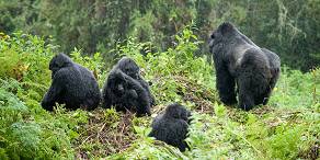 Open Photos