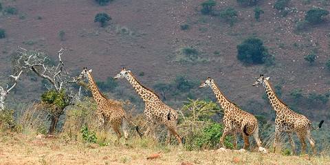 7-Day Rwanda Gorillas, Wildlife, & Chimp Trekking Safari