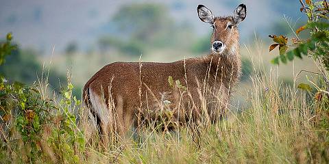 1-Day Akagera Wildlife Safari Experience