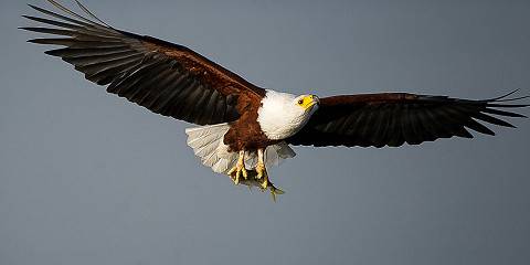 Big 5 Safari at Akagera National Park