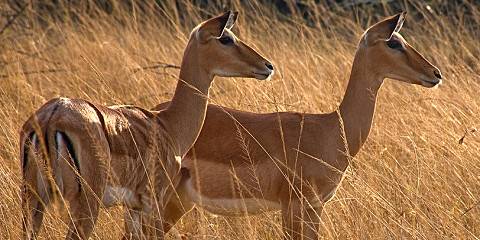 8-Day Best of Gorillas and Wildlife Safari