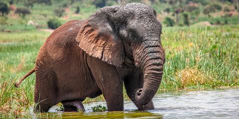 3-Day Akagera Big Five Safari