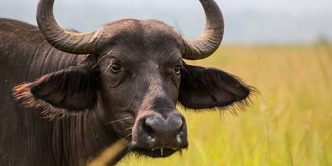 Rwanda Wild Life Safari , Chimps& Canopy Walk Tour