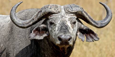 Big 5 Safari Adventures in Akagera National Park