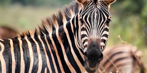 The Ultimate One-Day Akagera Adventure