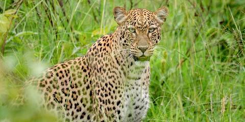 1-Day Big Five & Boat Safari on Lake Ihema in Akagera NP