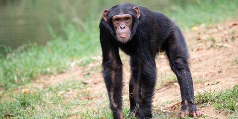 3-Day Day Chimps, Zipline & Canopy Tour at Nyungwe Park