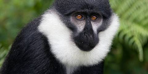 Rwanda Gorillas and Chimpanzee Trekking Experience