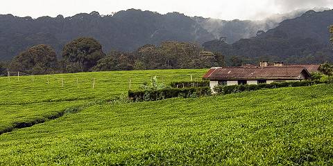 5-Day Nyungwe Chimpanzee Trek with Lake Kivu Experiences