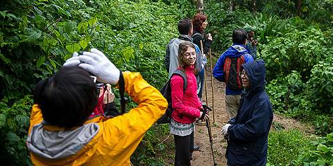 Chimpanzee and Golden Monkey Trekking Adventure