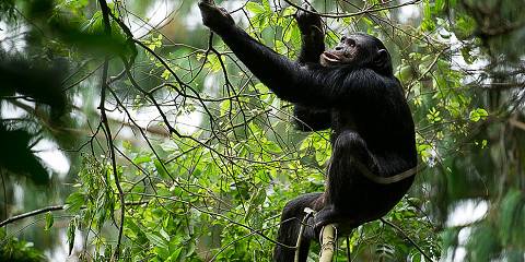 3-Day Nyungwe National Forest Park Safari in Rwanda