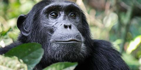 3-Day Nyungwe Chimpanzee, Canopy & Zipline Adventure