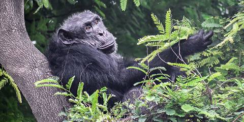 Discover Nyungwe National Park