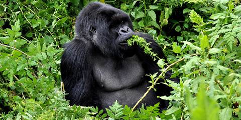 3-Day Gorilla and Golden Monkey Trek with Gisenyi Tour