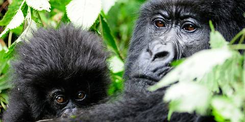 4-Day Bwindi Gorilla Trekking & Bunyonyi Scenic Getaway