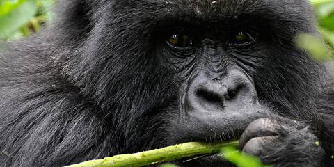 3-Day Rwanda Gorillas & Golden Monkey Trekking Tour