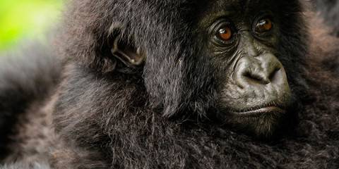 Double Gorilla Trekking in Rwanda