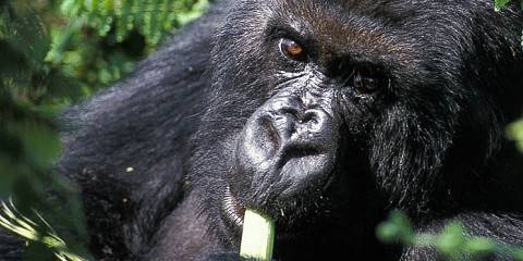 4-Day Rwanda Gorilla and Golden Monkey Trekking Tour