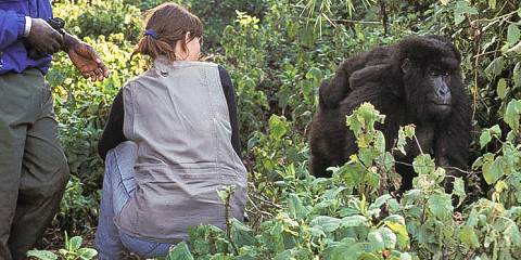 6-Day Rwanda Primate Adventure Tour