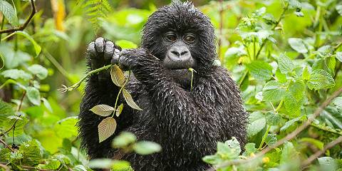 Safari in Uganda and Rwanda