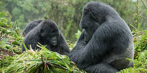 5-Day Rwanda Primates Ultimate Safari