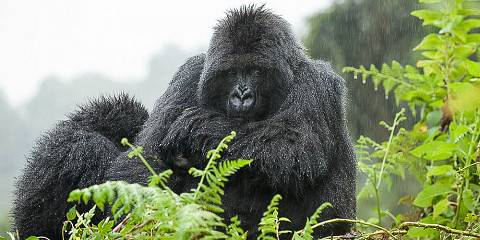 Uganda & Rwanda - Gorillas, Wildlife & Volcanoes
