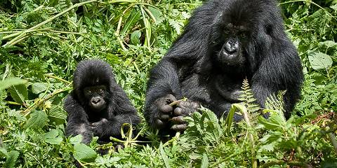 3-Day Gorilla Tracking Mgahinga Gorilla NP Thru Rwanda