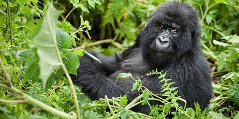 3-Day Mountain Gorilla Trekking Tour from Rwanda