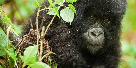 Lifetime Rwanda Gorilla Trekking Safari